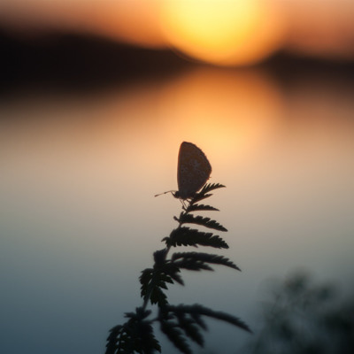 Олександр Кобзар