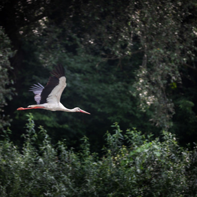 Альона Гищак