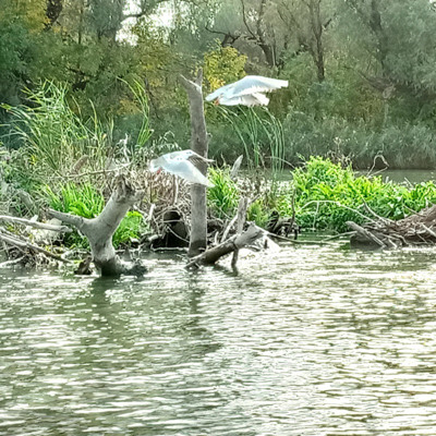 Олександра Багаченко