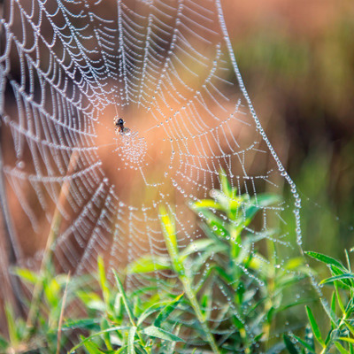 Віктор Омельченко