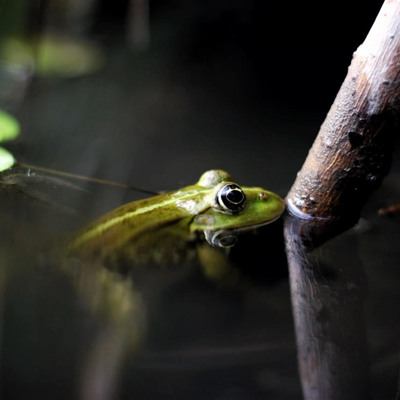 Олександр Яровенко