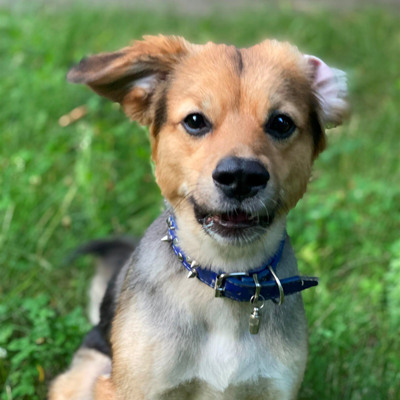 Песик Діксі 