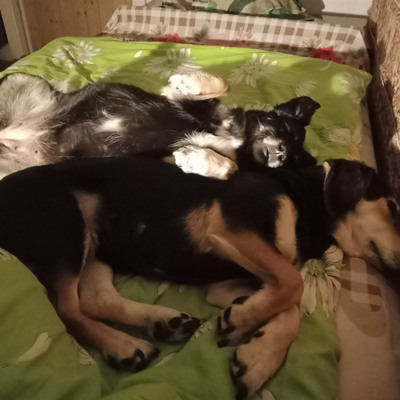 Гайка та Ніка