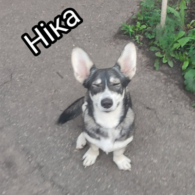 Ніка