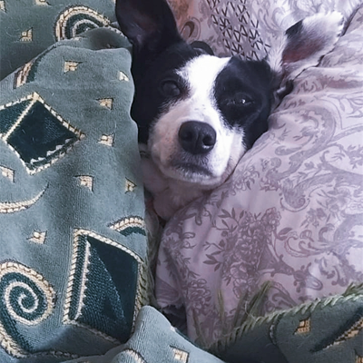 Собачка Джессіка, коли їй заважають відпочивати 