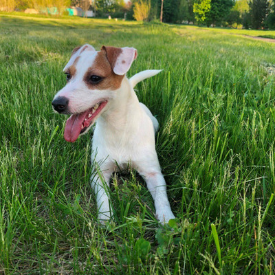 Дівчинка  Еліс