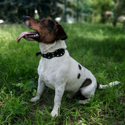 Улюблений хлопчик Річі