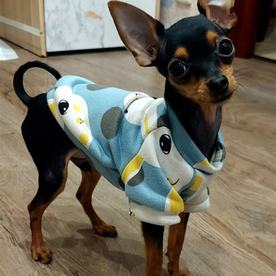 Міні чіхуа-хуа Амурчик