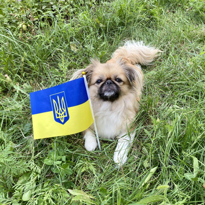 Це Боня, чотирилапа патріотка