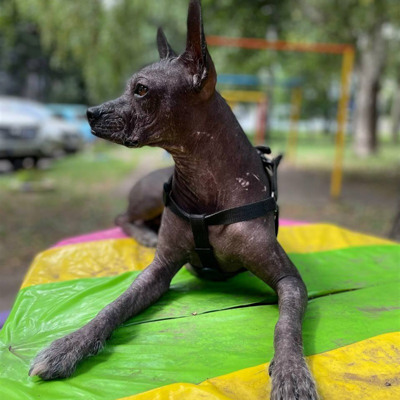 Пацана звати Декстер