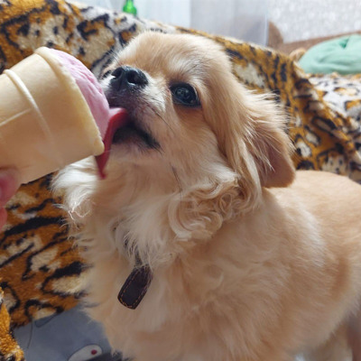 Дліношерстний Чіахуахуа Арчі - йому 4 роки