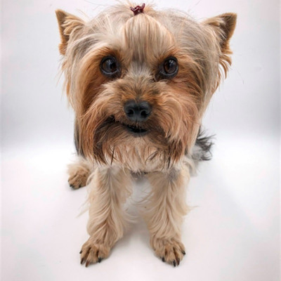 Йоркширський терьєр Джордж.  Йому 6 років 