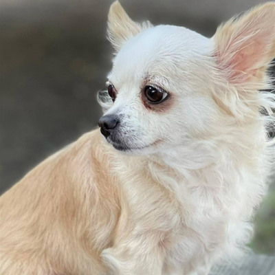 Чіхуа-хуа - Лілі, 7 років