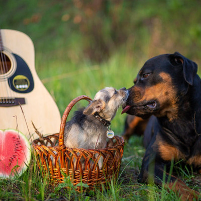 Харлі, 2 роки