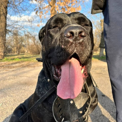 Кане-корсо Луна