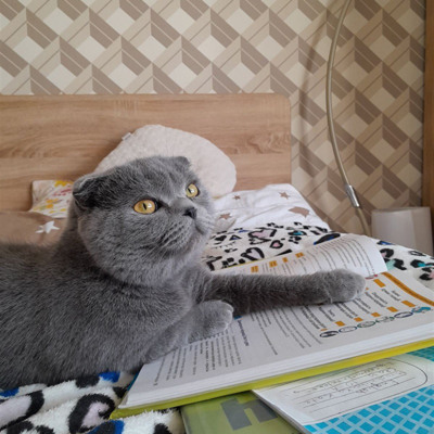 Емілія