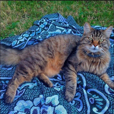 Алекс