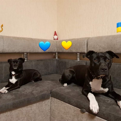 Ніка і Буся
