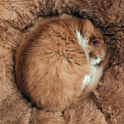 Ксава