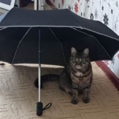 Мія