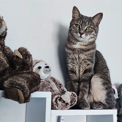 Киця Байта, 6 років "Маскування"