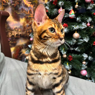 Райлі — тримісячне кошеня, сповнене енергії та цікавості.  Він обожнює досліджувати все навколо.