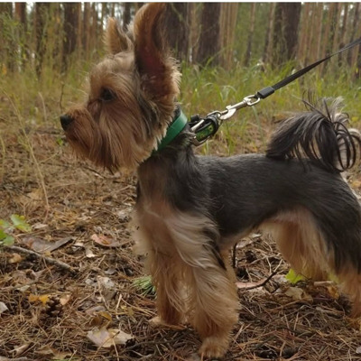 На фото дівчинка Бонні