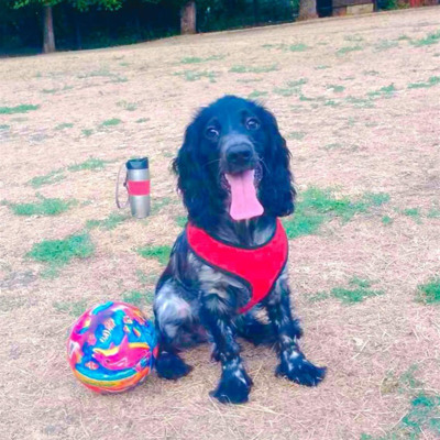 Наша красуня Джессі, 9 місяців