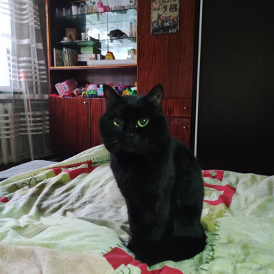 Кіт Тихон, 5 років