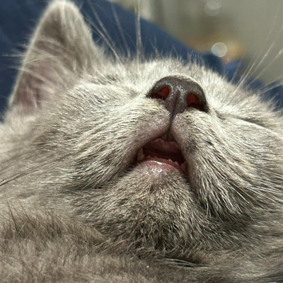 Кицюньчіка звати Максим