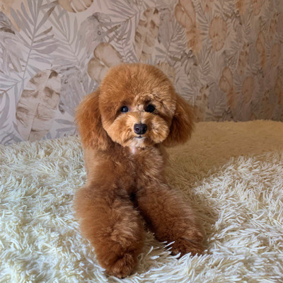 Песик Тедді, 11 місяців