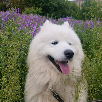 Це Бастер, 3 роки