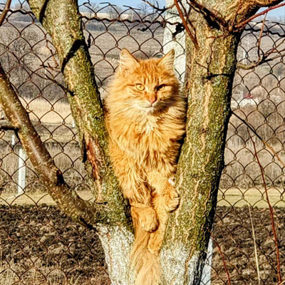 Малиш 1,7 років