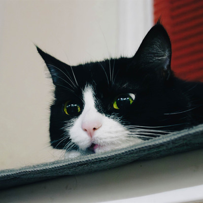 Кішку кличуть Кошмар, 12 років