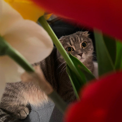 Киця Айріс, 2 роки