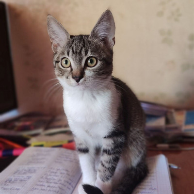 Котика звати Скіф, 4 місяці