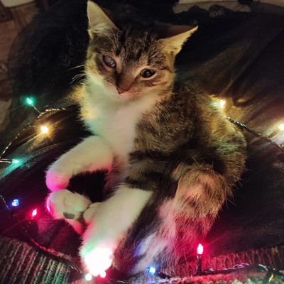 Кішечку звуть Буся, їй 1.5 років