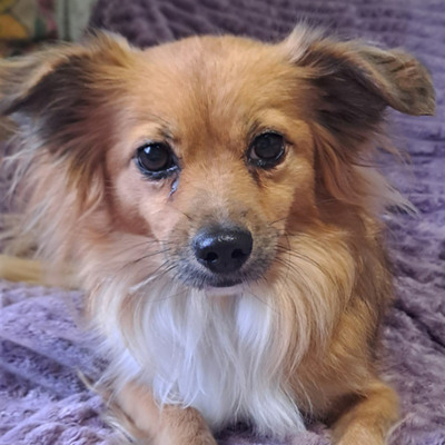 собачка Мася 6 років