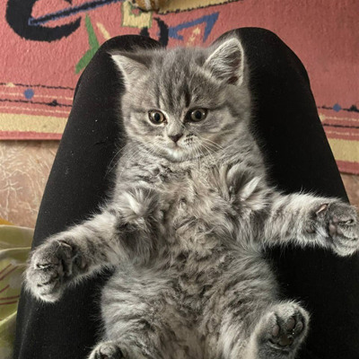 Кішка Муся їй 2 місяці