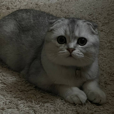 Кіт на ім’я Лео, йому 8 місяців