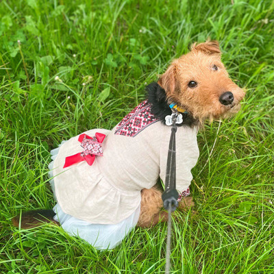 Вельштерʼєр, 11 років