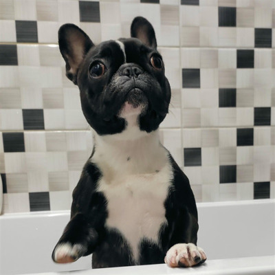 французький бульдог Адель