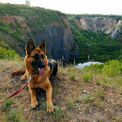 Берта - 1.5 року