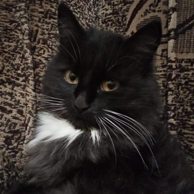 Кльопка