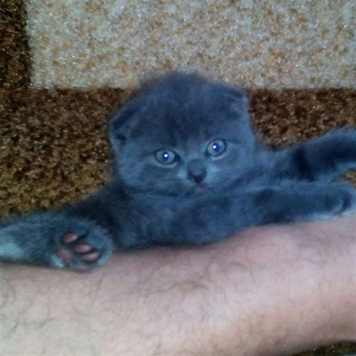 Бусинка, 6 місяців, м.Білопілля