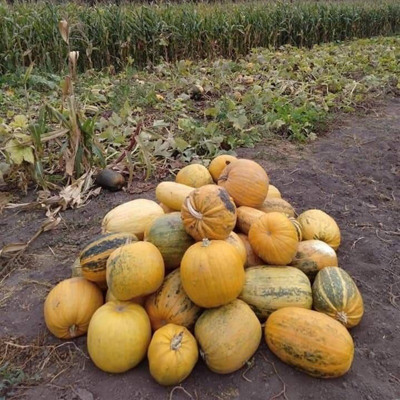 Світлана Котницька, с.Луциківка