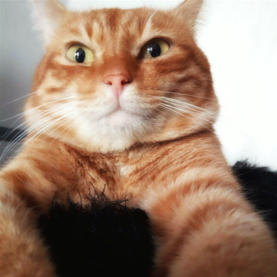 Кося