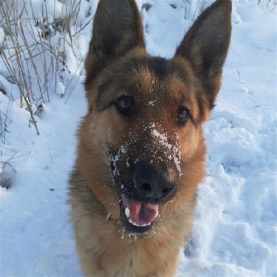 "Зимове фото друга" 