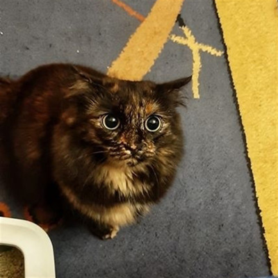 Пуся, 2 роки, м.Білопілля