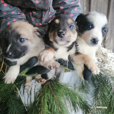 Зоозахисники м.Білопілля